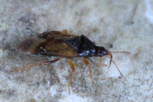 Orius sp.